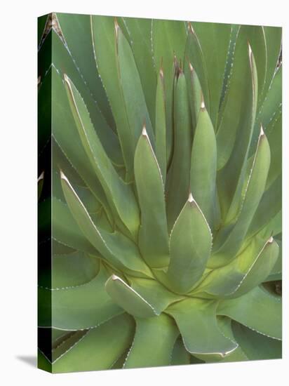 Agave, San Jose Del Cabo, Baja California Sur, Mexico-Rob Tilley-Premier Image Canvas