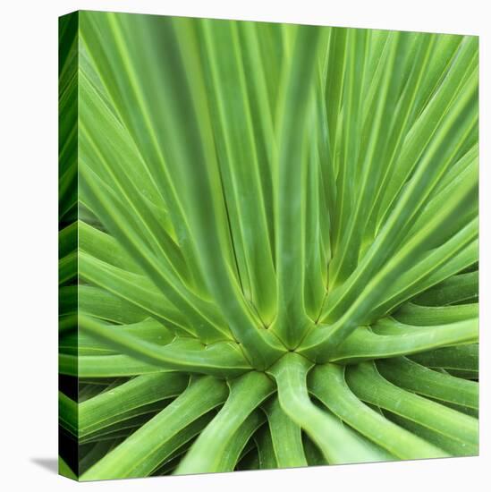 Agave Stricta-Micha Pawlitzki-Premier Image Canvas