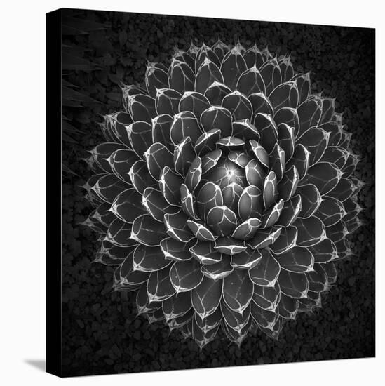 Agave Victoria-Moises Levy-Premier Image Canvas