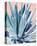 Agave with Coral-Alana Clumeck-Stretched Canvas