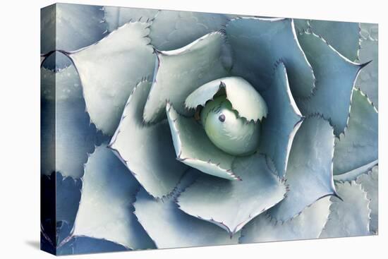 Agave-Rob Tilley-Premier Image Canvas