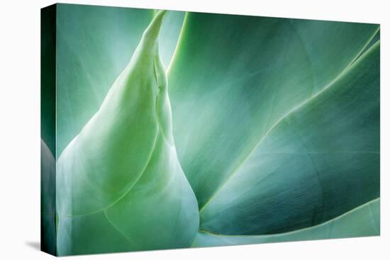 Agave-PhotoINC Studio-Premier Image Canvas