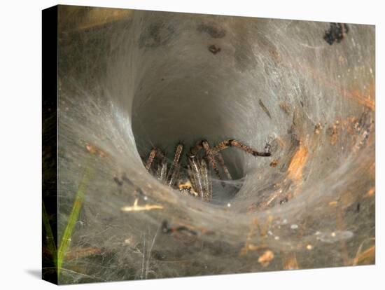 Agelena Labyrinthica, Funnel-Web Spider, Den, Spiderweb-Harald Kroiss-Premier Image Canvas