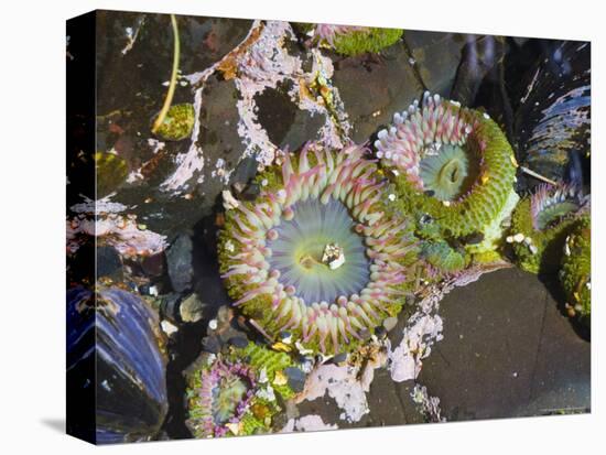 Aggregating Anemone, in Tidepool at Low Tide, Olympic National Park, Washington, USA-Georgette Douwma-Premier Image Canvas