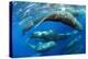 Aggregation of Sperm whales, Dominica, Caribbean Sea-Franco Banfi-Premier Image Canvas