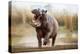 Aggressive Hippo Male Attacking the Car. Huge Hippo Male Intimidating the Opponent. Wild Animal in-PhotocechCZ-Premier Image Canvas