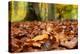 Agile frog sitting in autumn leaves on forest floor, Germany-Konrad Wothe-Premier Image Canvas