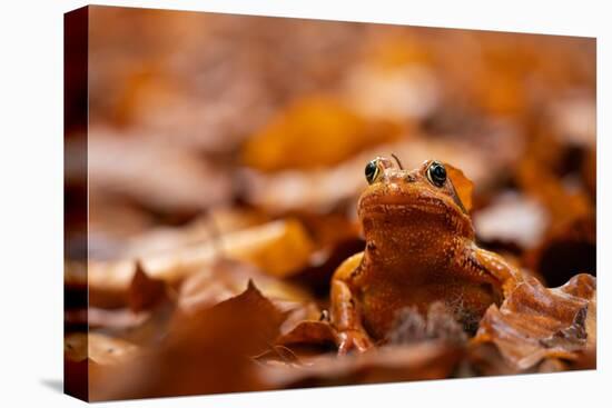 Agile frog sitting in autumn leaves, Upper Bavaria, Germany-Konrad Wothe-Premier Image Canvas