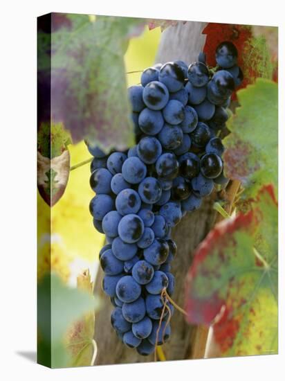 Aglianico Grapes (Grown in Campania and Basilicata)-Hans-peter Siffert-Premier Image Canvas