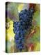 Aglianico Grapes (Grown in Campania and Basilicata)-Hans-peter Siffert-Premier Image Canvas