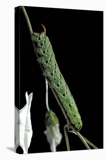 Agrius Convolvuli (Convolvulus Hawk-Moth) - Caterpillar-Paul Starosta-Premier Image Canvas