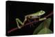Agua Rica Leaf Frog, Amazon, Ecuador-Pete Oxford-Premier Image Canvas