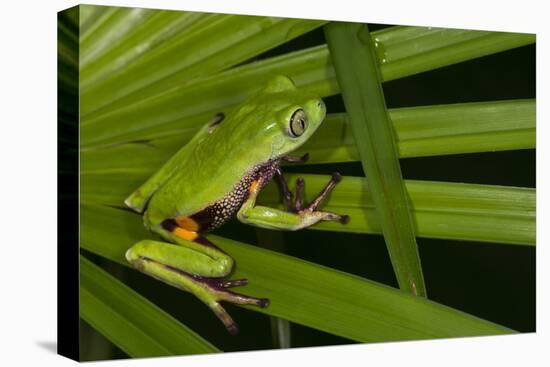 Agua Rica Leaf Frog, Ecuador-Pete Oxford-Premier Image Canvas