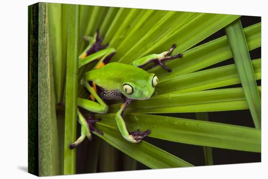 Agua Rica Leaf Frog, Ecuador-Pete Oxford-Premier Image Canvas