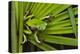 Agua Rica Leaf Frog, Ecuador-Pete Oxford-Premier Image Canvas