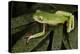 Agua Rica Leaf Frog, Ecuador-Pete Oxford-Premier Image Canvas