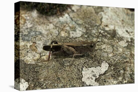 Aiolopus Strepens (Grasshopper) - on Stone-Paul Starosta-Premier Image Canvas