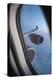 Airbus A340 Aircraft, View Out of the Window with Engine and Wing-Jon Arnold-Premier Image Canvas