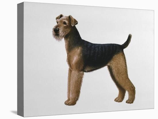 Airdale Terrier-Harro Maass-Premier Image Canvas