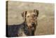 Airedale Terrier 01-Bob Langrish-Premier Image Canvas