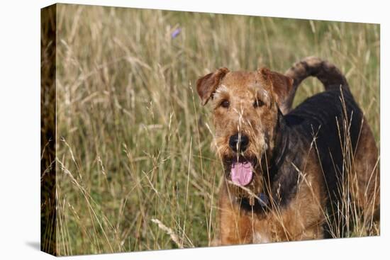 Airedale Terrier 04-Bob Langrish-Premier Image Canvas