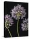 Airy Alliums-Assaf Frank-Stretched Canvas