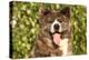 Akita Inu Dog Portrait-Lilun-Premier Image Canvas