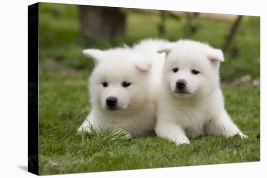 Akita Inu Puppies in Garden-null-Premier Image Canvas