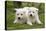 Akita Inu Puppies in Garden-null-Premier Image Canvas