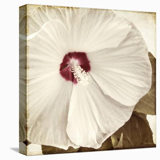 Alabaster Hibiscus-Mindy Sommers-Premier Image Canvas