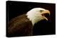 Alaska. Bald Eagle Portrait-David Slater-Premier Image Canvas