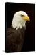 Alaska. Bald Eagle Portrait-David Slater-Premier Image Canvas