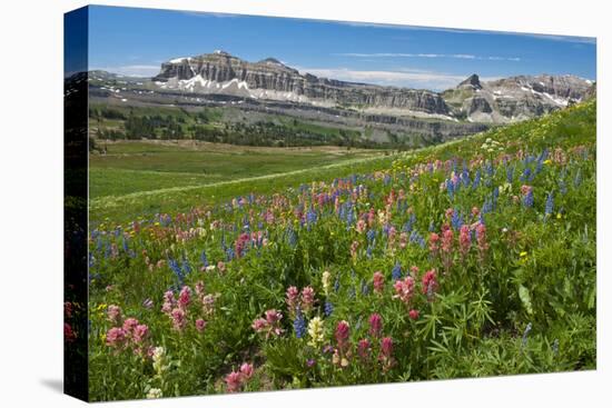 Alaska Basin Wildflower Meadow, Caribou -Targhee Nf, WYoming-Howie Garber-Premier Image Canvas
