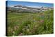 Alaska Basin Wildflower Meadow, Caribou -Targhee Nf, WYoming-Howie Garber-Premier Image Canvas