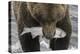 Alaska, Brooks Falls. Grizzley bear holding a salmon in its mouth.-Janet Muir-Premier Image Canvas