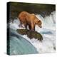 Alaska Brown Bear Fishing-null-Stretched Canvas