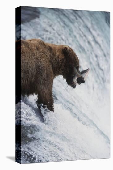 Alaska, Brown Bears Feeding on Sockeye Salmon in Katmai National Park-Stuart Westmorland-Premier Image Canvas