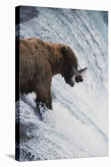 Alaska, Brown Bears Feeding on Sockeye Salmon in Katmai National Park-Stuart Westmorland-Premier Image Canvas