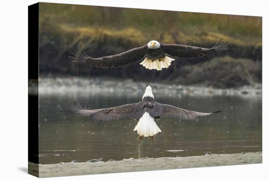 Alaska, Chilkat Bald Eagle Preserve. Bald Eagles Fighting in the Air-Cathy & Gordon Illg-Premier Image Canvas