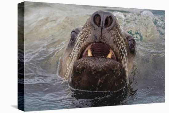 Alaska. Close Up of Stellar Sea Lion Face in Water-Jaynes Gallery-Premier Image Canvas