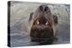 Alaska. Close Up of Stellar Sea Lion Face in Water-Jaynes Gallery-Premier Image Canvas