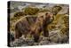 Alaska, Glacier Bay National Park. Brown Bear on Beach-Jaynes Gallery-Premier Image Canvas