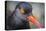 Alaska, Glacier Bay National Park. Close Up of Black Oystercatcher Bird-Jaynes Gallery-Premier Image Canvas