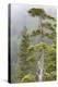 Alaska, Glacier Bay National Park. Hemlock Tree in Forest-Jaynes Gallery-Premier Image Canvas