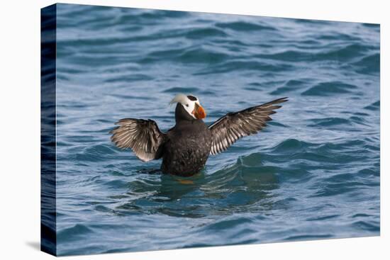 Alaska, Glacier Bay National Park. Tufted Puffin in Water-Jaynes Gallery-Premier Image Canvas