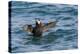 Alaska, Glacier Bay National Park. Tufted Puffin in Water-Jaynes Gallery-Premier Image Canvas