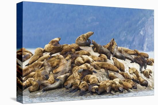 Alaska, Glacier Bay. Stellar sea lions hauled out to warm up on rocks.-Brenda Tharp-Premier Image Canvas