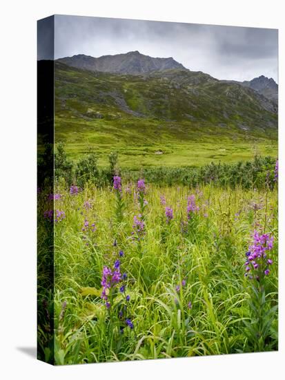 Alaska, Hatchers Pass, Fireweed in Bloom-Savanah Stewart-Premier Image Canvas