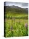Alaska, Hatchers Pass, Fireweed in Bloom-Savanah Stewart-Premier Image Canvas