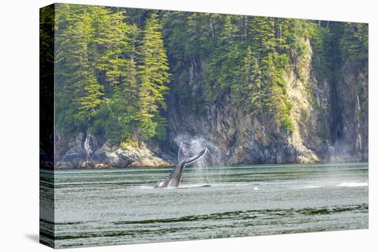 Alaska. Humpback Whale Tail Lobbing-Jaynes Gallery-Premier Image Canvas